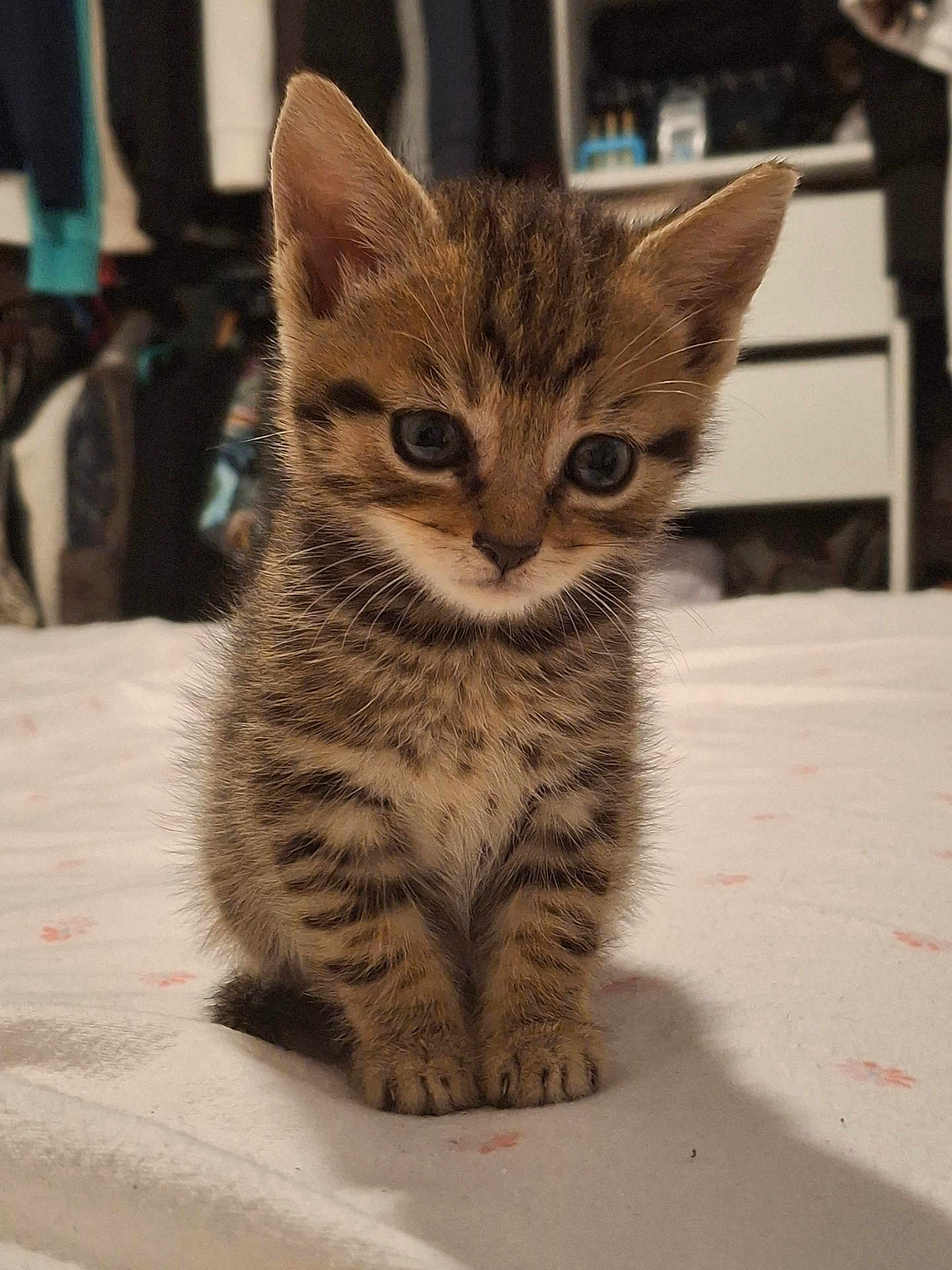 Ace participe au concours pour gagner de l'argent avec cette photo : kitten, cat, tabby, animal, pet, cute, feline, fur, whiskers, indoor, bed, blanket, small, young, sitting, closeup, soft, curious, domestic, cozy