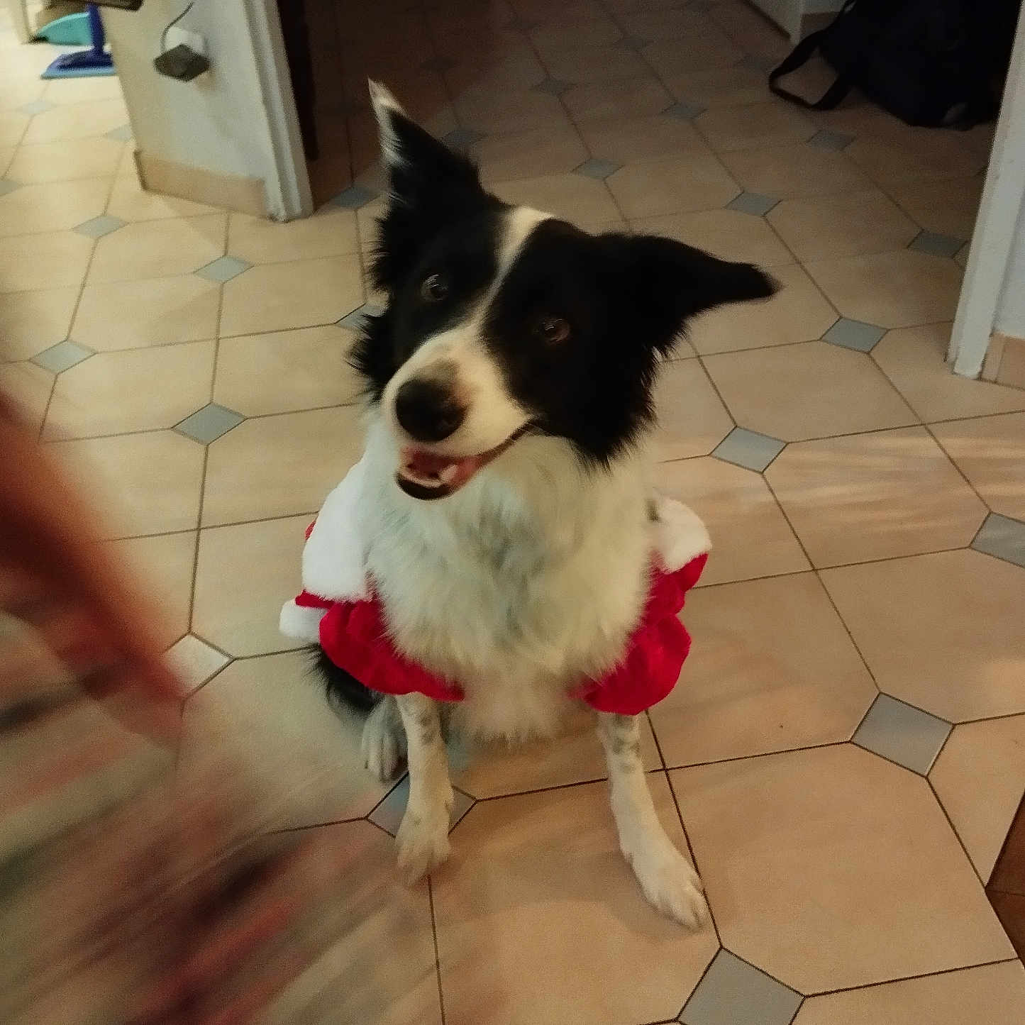 Utah a rejoint le concours — aidez-le/la à gagner de superbes lots ! accessories, animal, bag, canine, collie, dog, eskimodog, flagstone, handbag, hardwood, leash, path, person, pet, puppy, slate, strap, tile, walkway, wood