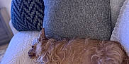 Mimi is registered to the contest to win money with this photo: dog, sleeping, couch, pillow, lamp, indoor, relaxation, furniture, pet, cozy, fur, brown, white, texture, home, resting, quiet, small_dog, living_room, comfort