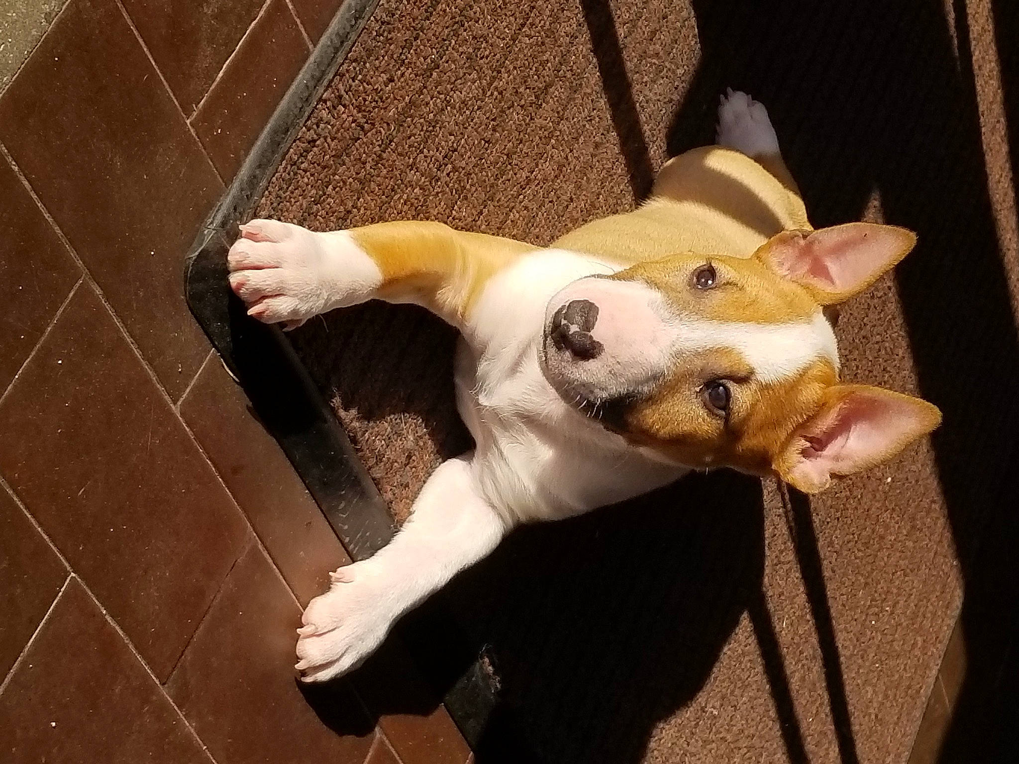 Shoie participe au concours pour gagner de l'argent avec cette photo : canidae, carnivore, comfort, companion_dog, dog, dog_breed, dog_supply, ear, fawn, flooring, fur, head, paw, pet_supply, snout, sporting_group, tail, toy, whiskers, working_animal