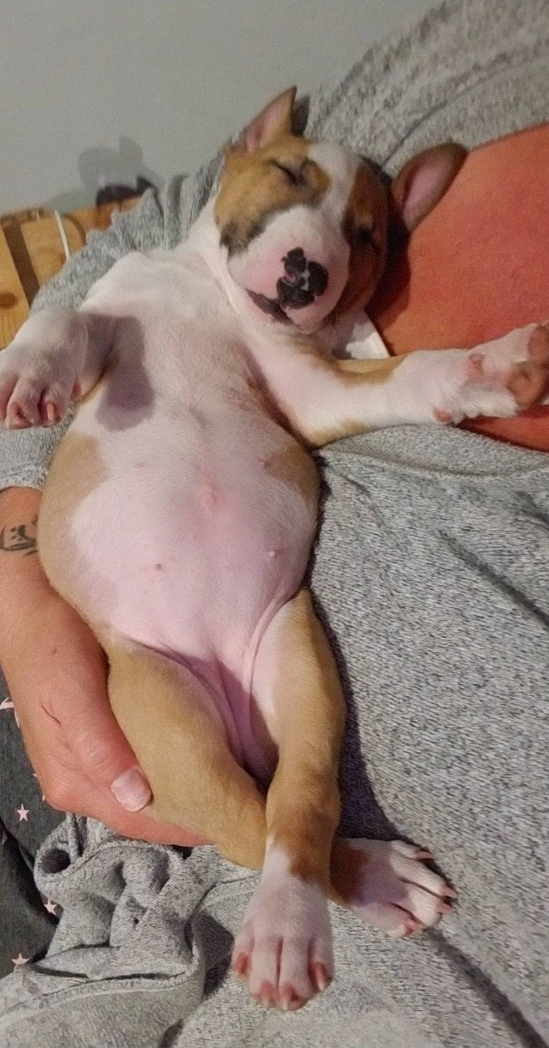 Shoie participe au concours pour gagner de l'argent avec cette photo : carnivore, chest, comfort, companion_dog, dog, dog_bed, dog_breed, dog_supply, ear, fawn, felidae, jaw, mammal, snout, tail, thigh, trunk, watch, whiskers, working_animal