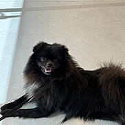 Ulysse participe au concours pour gagner de l'argent avec cette photo : dog, black_dog, fluffy, happy, smiling, leash, floor, indoor, natural_light, shadow, pet, canine, fur, lying_down, bright_eyes, relaxed, companion, cute, domestic_animal, friendly