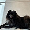 dog, black_dog, fluffy, happy, smiling, leash, floor, indoor, natural_light, shadow, pet, canine, fur, lying_down, bright_eyes, relaxed, companion, cute, domestic_animal, friendly
