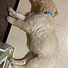 Linkin Bark is registered to the contest to win money with this photo: puppy, dog, golden_retriever, sleeping, collar, floor, tile_floor, carpet, vent, indoor, pet, animal, fur, cute, resting, young_dog, side_view, domestic_animal, relaxing, laying_down