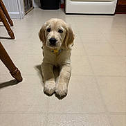Linkin Bark is registered to the contest to win money with this photo: puppy, golden_retriever, dog, floor, kitchen, stove, trash_can, wooden_chair_leg, tile_floor, indoor, pet, animal, cute, lying_down, collar, young_dog, domestic, home, fur, looking_at_camera