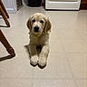 puppy, golden_retriever, dog, floor, kitchen, stove, trash_can, wooden_chair_leg, tile_floor, indoor, pet, animal, cute, lying_down, collar, young_dog, domestic, home, fur, looking_at_camera
