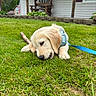 Linkin Bark joined the competition — help win amazing prizes! puppy, dog, golden_retriever, grass, leash, harness, outdoor, chewing, stick, porch, wooden_chair, greenery, house, pet, young_dog, nature, playful, animal, summer, cute
