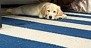 Linkin Bark is registered to the contest to win money with this photo: puppy, dog, golden_retriever, lying_down, striped_rug, blue, white, couch, indoor, relaxed, pet, adorable, furniture, floor, resting, legs, human, cute, young, home