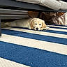 puppy, dog, golden_retriever, lying_down, striped_rug, blue, white, couch, indoor, relaxed, pet, adorable, furniture, floor, resting, legs, human, cute, young, home
