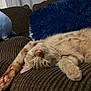 blue_pillow, cat, close_up, couch, cozy, fur, ginger_cat, home, indoor, living_room, nap, paw, pet, pillow, pink_paw_pads, relaxed, sleeping, stretching, upholstery, whiskers