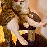 Pirate participe au concours pour gagner de l'argent avec cette photo : animal, bell, cat, cat_tree, collar, cute, ears, feline, fur, furniture, household, indoor, paw, pet, playful, relaxed, sitting, tabby, whiskers, wood_floor