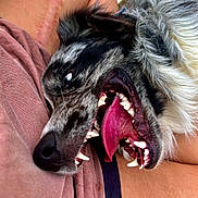 Apollo joined the competition — help win amazing prizes! dog, tongue, teeth, close_up, pet, animal, playful, fur, snuggling, person, arm, scar, candid, mouth_open, black_nose, tongue_out, happy, domestic_animal, close_contact, companion