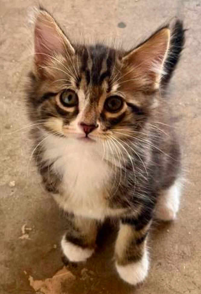 Arlo is registered to the contest to win money with this photo: kitten, cat, pet, fur, whiskers, paws, cute, animal, young, tabby, striped, white_paws, curious, small, adorable, looking_up, feline, indoor, portrait, closeup