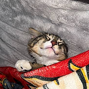 Arlo joined the competition — help win amazing prizes! cat, sleeping, blanket, cozy, fur, paw, indoor, rest, cute, pet, tabby, animal, soft, comfort, relaxation, domestic, warm, face, whiskers, nap