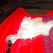 Mico joined the competition — help win amazing prizes! dog, white_dog, blanket, red_blanket, hand, couch, living_room, cozy, relaxing, fur, pet, indoor, resting, comfort, animal, domestic_animal, furniture, human_hand, warm, casual