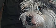 Mico is registered to the contest to win money with this photo: dog, close_up, fluffy, scruffy, pet, animal, fur, black_hoodie, person_partial, indoor, cute, face, nostrils, whiskers, tongue, eyes, nose, companion, domestic_animal, portrait