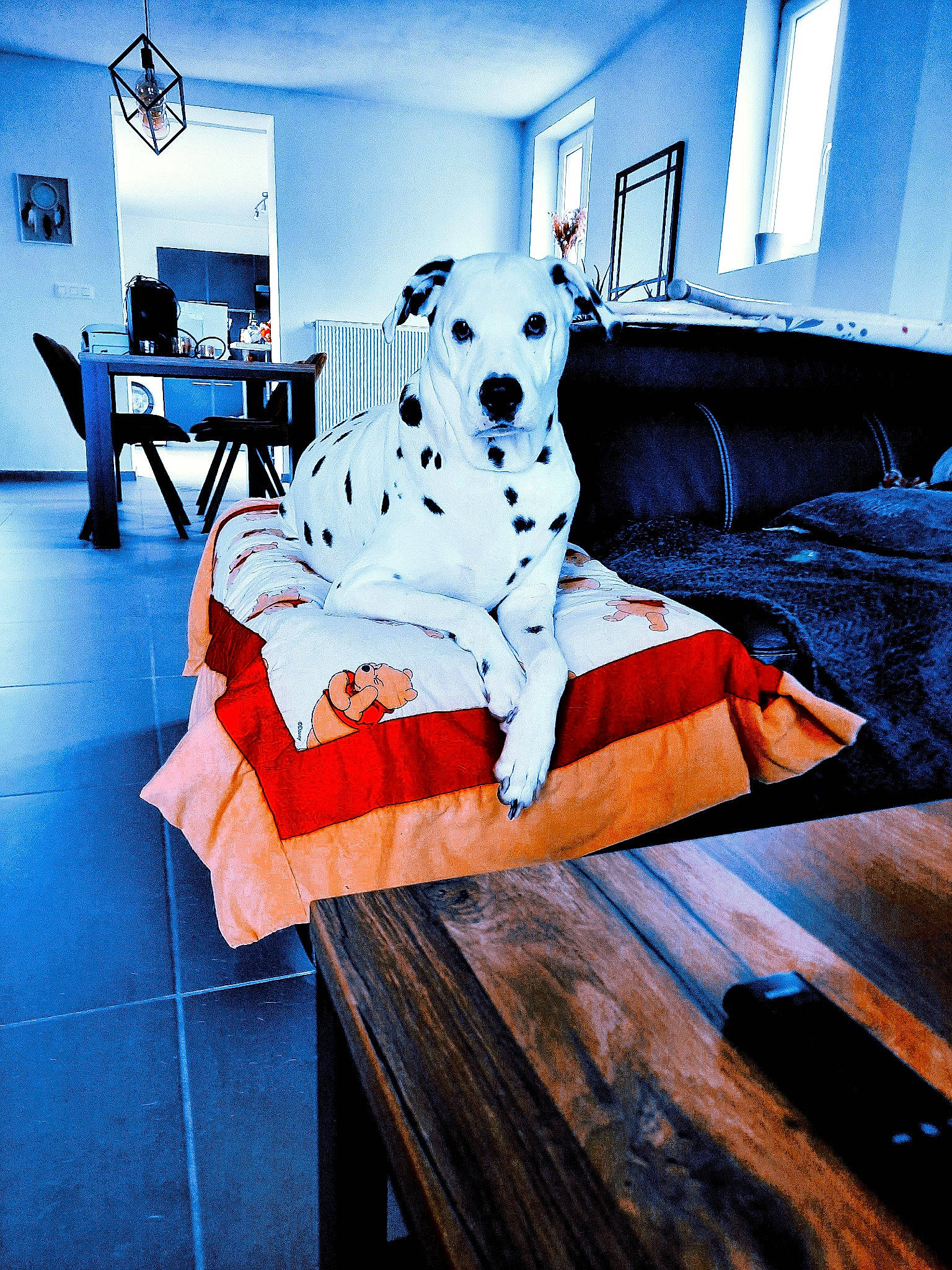 Daenerys participe au concours pour gagner de l'argent avec cette photo : art, automotive_design, blue, comfort, companion_dog, couch, floor, flooring, furniture, hardwood, interior_design, light, living_room, outdoor_furniture, rectangle, room, studio_couch, table, visual_arts, wood