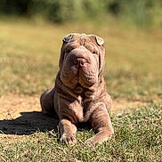 Koko joined the competition — help win amazing prizes! dog, puppy, shar_pei, wrinkles, grass, outdoor, sunlight, pet, canine, animal, young, lying_down, nature, summer, cute, domestic_animal, muzzle, ears, fur, relaxed
