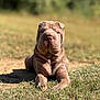 dog, puppy, shar_pei, wrinkles, grass, outdoor, sunlight, pet, canine, animal, young, lying_down, nature, summer, cute, domestic_animal, muzzle, ears, fur, relaxed