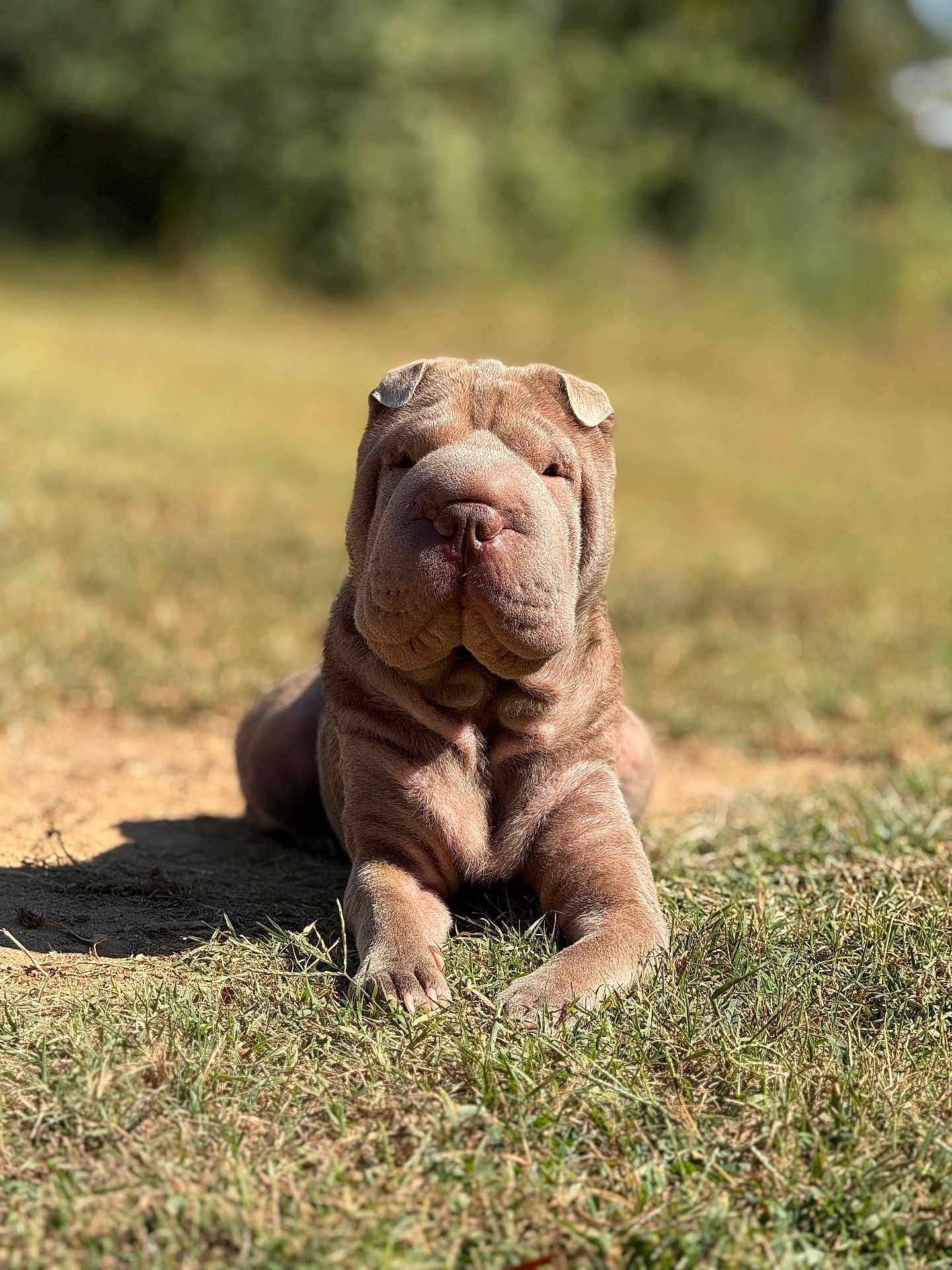 Koko joined the competition — help win amazing prizes! dog, puppy, shar_pei, wrinkles, grass, outdoor, sunlight, pet, canine, animal, young, lying_down, nature, summer, cute, domestic_animal, muzzle, ears, fur, relaxed
