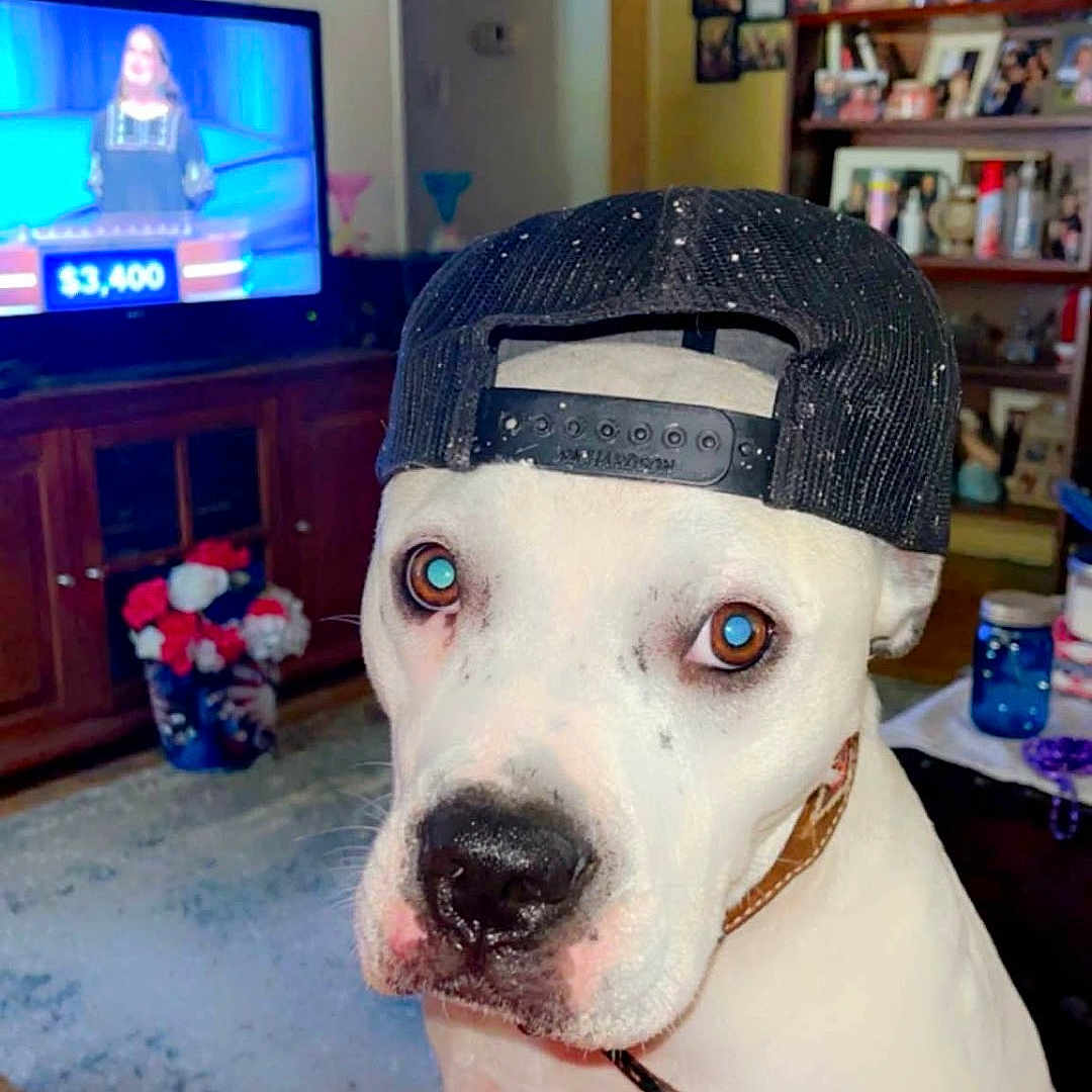 Apollo Campos is registered to the contest to win money with this photo: backward_hat, baseball_cap, close_up, collar, colorful_clothing, dog, family_photos, funny, furniture, home_decor, indoors, living_room, person, pet, photography, portrait, shelf, sitting, television, white_dog