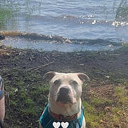 Apollo Campos is registered to the contest to win money with this photo: animal, canine, dirt, dog, grass, harness, hills, lakeshore, landscape, nature, outdoors, pet, portrait, reeds, reflection, shoreline, standing, sunlight, teal_harness, water