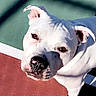 animal, close_up, concrete, dog, ears, eyes, face, green_wall, lying_down, nose, outdoor, patio, pet, pit_bull, portrait, red_surface, shadow, standing, sunlight, white_dog