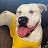 Apollo Campos is registered to the contest to win money with this photo: adorable, canine, close_up, couch, cushion, dog, happy, indoor, patterned_fabric, pet, photography, portrait, relaxed, sitting, sleeping, sunlight, tongue_out, white_dog, window, yellow_shirt