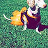 Lulu Campos is registered to the contest to win money with this photo: dog, grass, outdoor, pet, animal, costume, orange, green, fence, sunlight, canine, cute, side_view, leash, collar, small_dog, daytime, nature, sitting, quiet