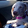 Lulu Campos is registered to the contest to win money with this photo: animal, blue_carrier, car_interior, cute, dashboard, dog, domestic_animal, ears, paw, pet, pink_collar, puppy, resting, seat, snout, sunlight, travel, white_dog, window, young_dog