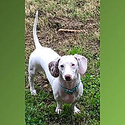 Lulu Campos joined the competition — help win amazing prizes! dog, white_dog, outdoor, grass, pet, animal, collar, ears, tail, standing, looking_up, nature, canine, domestic_animal, alert, green_background, phone_screen, mobile_interface, screen_capture, app_interface