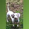 dog, white_dog, outdoor, grass, pet, animal, collar, ears, tail, standing, looking_up, nature, canine, domestic_animal, alert, green_background, phone_screen, mobile_interface, screen_capture, app_interface