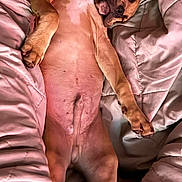 Jax joined the competition — help win amazing prizes! dog, sleeping, blanket, bed, cozy, relaxed, canine, fur, paw, snout, resting, indoors, comfort, pet, animal, cute, peaceful, napping, warm, soft