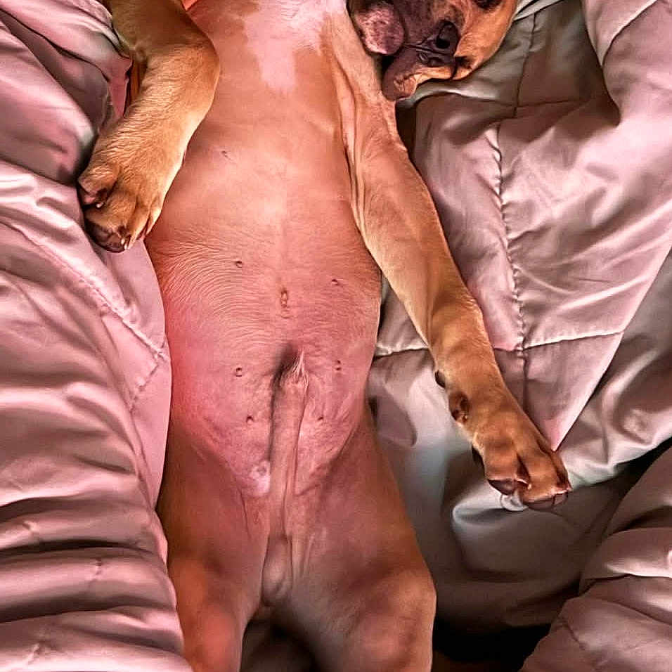 Jax joined the competition — help win amazing prizes! animal, bed, blanket, canine, comfort, cozy, cute, dog, fur, indoors, napping, paw, peaceful, pet, relaxed, resting, sleeping, snout, soft, warm