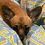 Little Lady is registered to the contest to win money with this photo: animal, black_nose, blanket, brown_fur, close_up, comfort, cozy, cute, dog, ears, fur, indoor, patterned_blanket, peeking, pet, resting, sleepy, small_dog, snout, warm