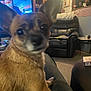 Little Lady is registered to the contest to win money with this photo: blanket, blurred, carpet, closeup, couch, decorations, dog, ears, fur, furniture, home, indoor, lamp, living_room, person, pet, relaxing, shelf, small_dog, table
