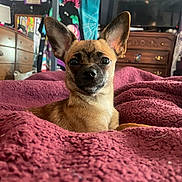 Little Lady joined the competition — help win amazing prizes! bedroom, blanket, brown, comfort, cozy, curious, cute, decor, dog, ear, face, fur, furniture, home, indoor, nose, pet, resting, small_dog, texture