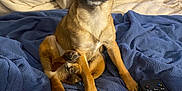 Little Lady joined the competition — help win amazing prizes! blanket, blue_blanket, brown_dog, close_up, cozy, cute, dog, ears, fur, furniture, indoor, living_room, looking_at_camera, paw, pet, relaxing, remote_control, sitting, small_dog, wooden_drawer
