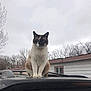 alone, animal, bare_tree, car_roof, cat, cloudy, domestic_animal, feline, house, nature, outdoor, overcast, pet, portrait, quiet, sitting, sky, tree, window, winter