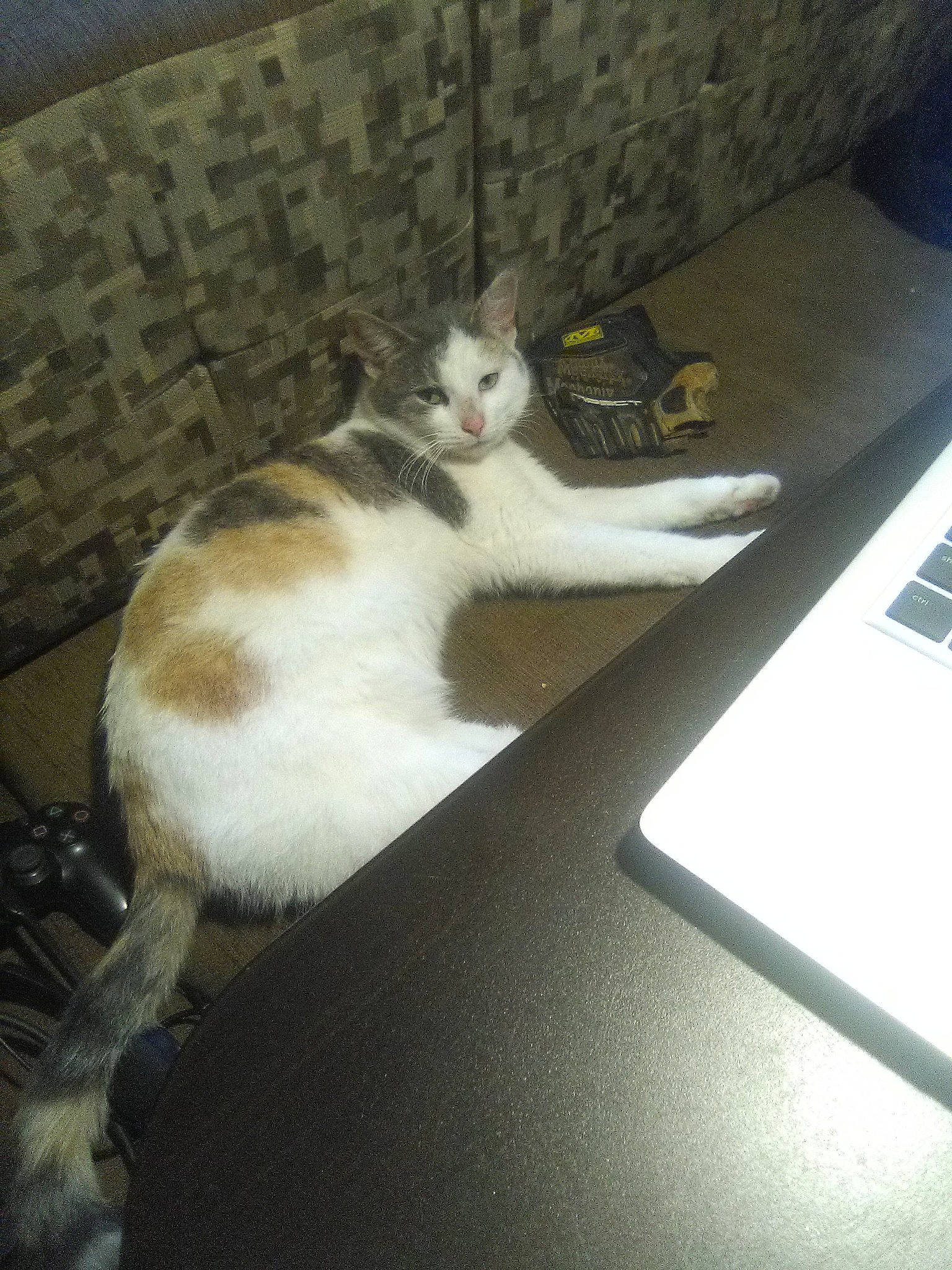 Callie joined the competition — help win amazing prizes! aegean_cat, carnivore, cat, domestic_short_haired_cat, european_shorthair, felidae, kitten, polydactyl_cat, small_to_medium_sized_cats, tail, whiskers