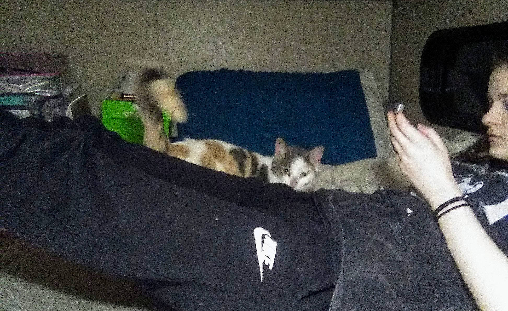 Callie is registered to the contest to win money with this photo: carnivore, cat, domestic_short_haired_cat, fawn, felidae, kitten, small_to_medium_sized_cats, whiskers