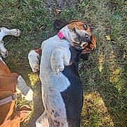 Luna is registered to the contest to win money with this photo: dog, grass, outdoor, pet, collar, playful, sunlight, animal, canine, lying_down, two_dogs, brown, white, black, ears, paw, nature, relaxed, funny_expression, summer