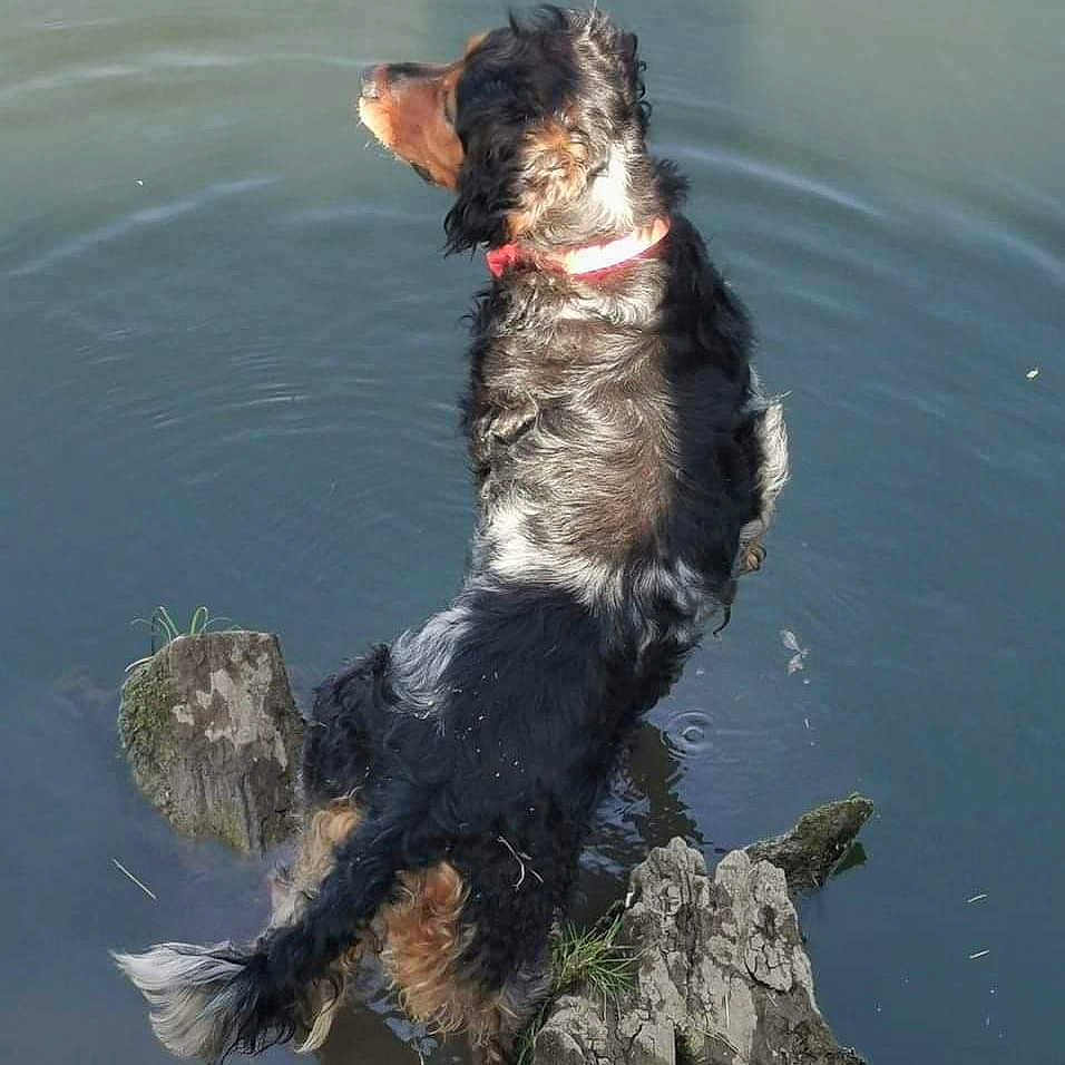 Oscar