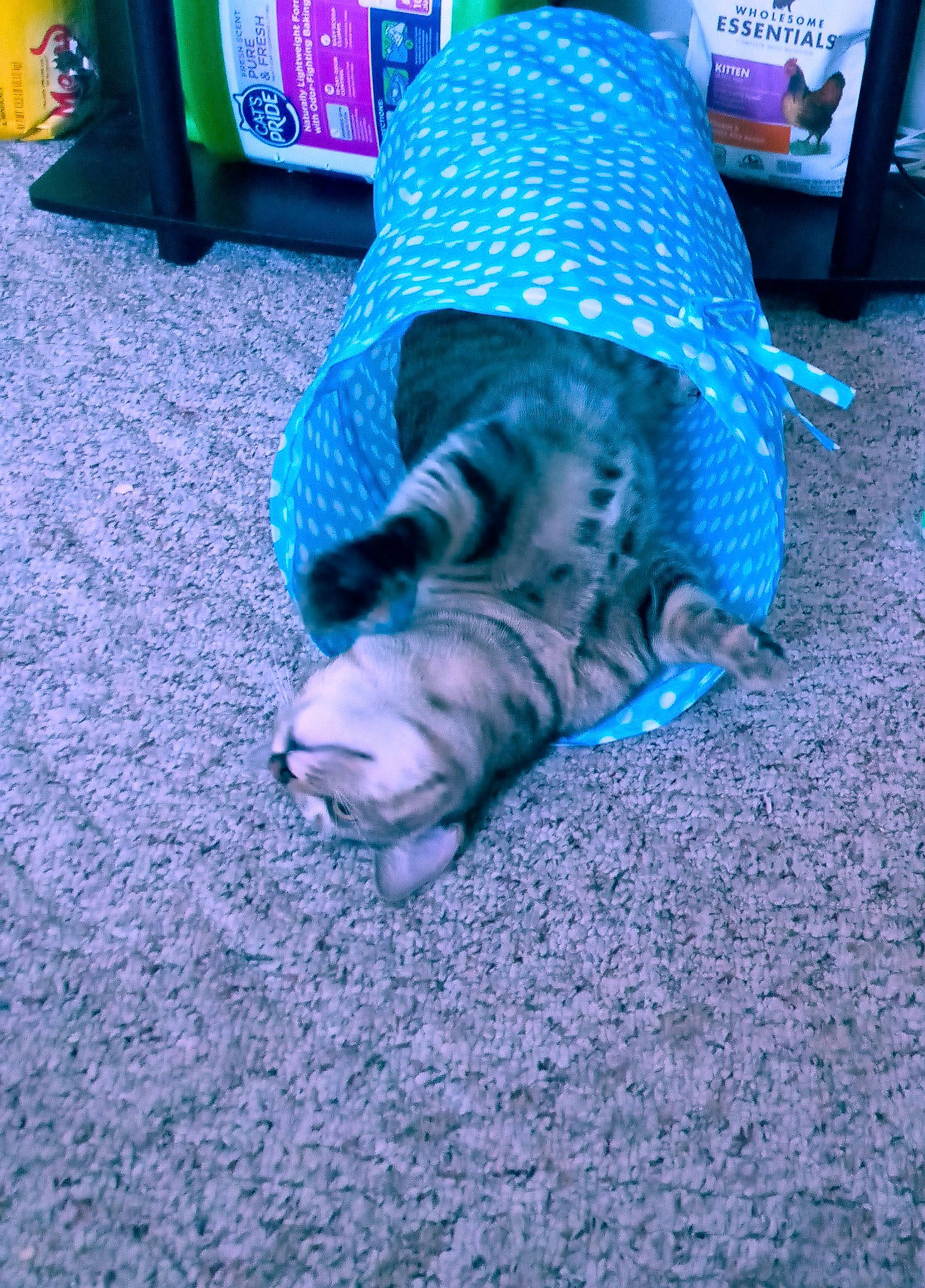 Spirit is registered to the contest to win money with this photo: blue, carnivore, carpet, cat, claw, costume_hat, fedora, felidae, floor, flooring, foot, mat, nap, paw, sleep, small_to_medium_sized_cats, sun_hat, toe