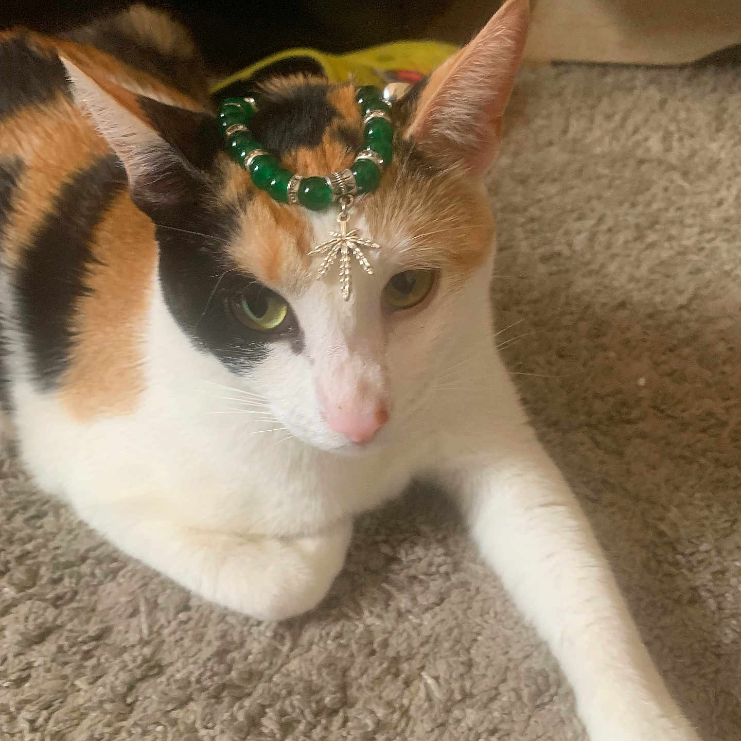 Nala is registered to the contest to win money with this photo: animal, beads, bracelet, calico, carpet, cat, charm, closeup, cute, domestic, ear, fur, green, indoor, jewelry, laying, pet, pink_nose, relaxed, whiskers