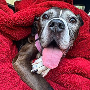 Candi joined the competition — help win amazing prizes! dog, tongue_out, blanket, red_blanket, close_up, pet, canine, paw, snout, happy, expressive_eyes, cozy, fur, animal, domestic_animal, relaxed, indoors, cute, companion, portrait