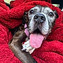 dog, tongue_out, blanket, red_blanket, close_up, pet, canine, paw, snout, happy, expressive_eyes, cozy, fur, animal, domestic_animal, relaxed, indoors, cute, companion, portrait