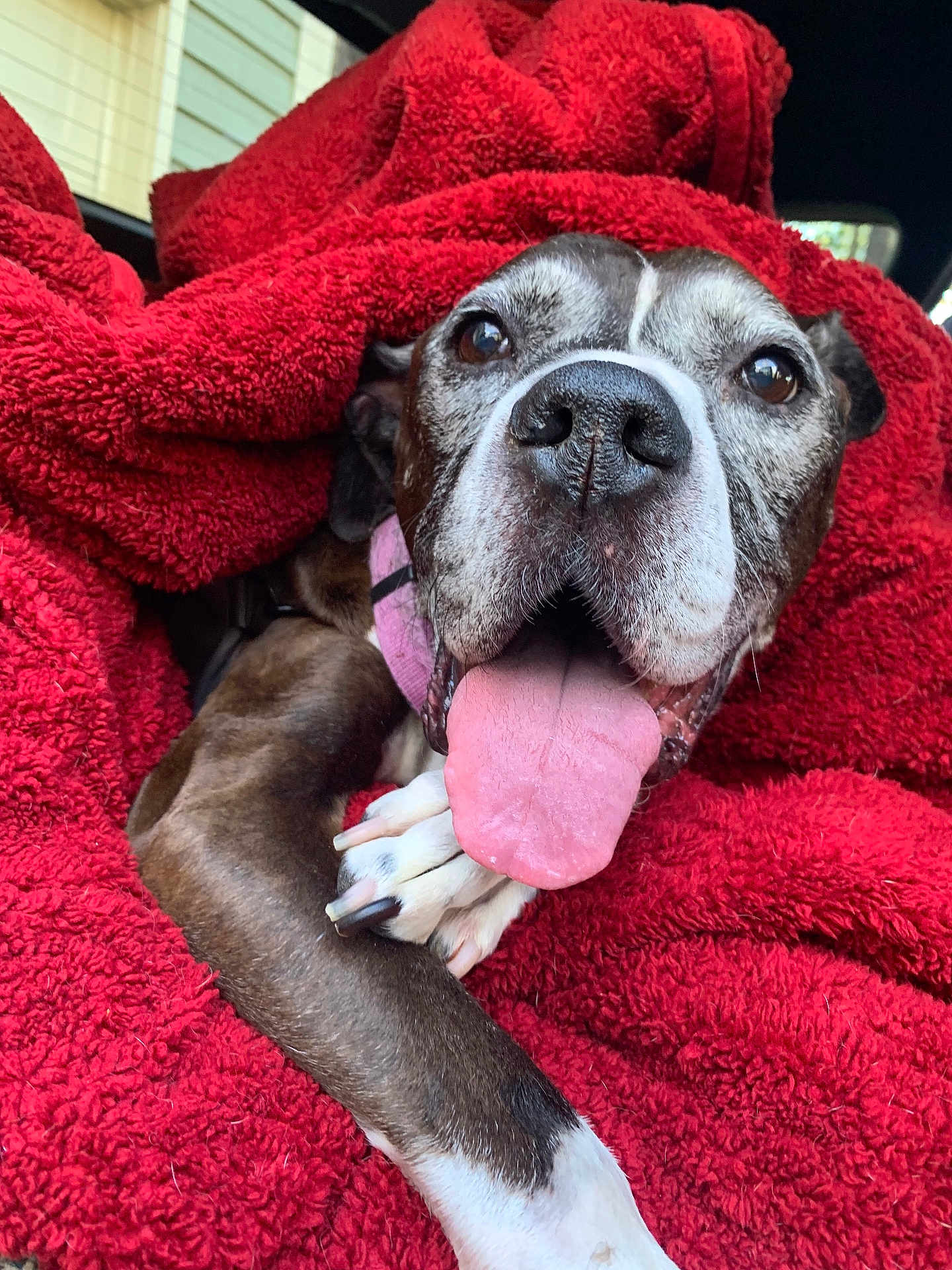 Candi joined the competition — help win amazing prizes! dog, tongue_out, blanket, red_blanket, close_up, pet, canine, paw, snout, happy, expressive_eyes, cozy, fur, animal, domestic_animal, relaxed, indoors, cute, companion, portrait