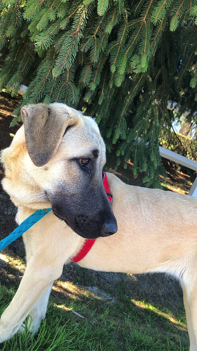 Tina a rejoint le concours — aidez-le/la à gagner de superbes lots ! canidae, carnivore, collar, companion_dog, dog, dog_breed, dog_collar, fawn, giant_dog_breed, grass, pet_supply, plant, snout, sporting_group, tail, terrestrial_animal, tree, whiskers, working_animal, working_dog