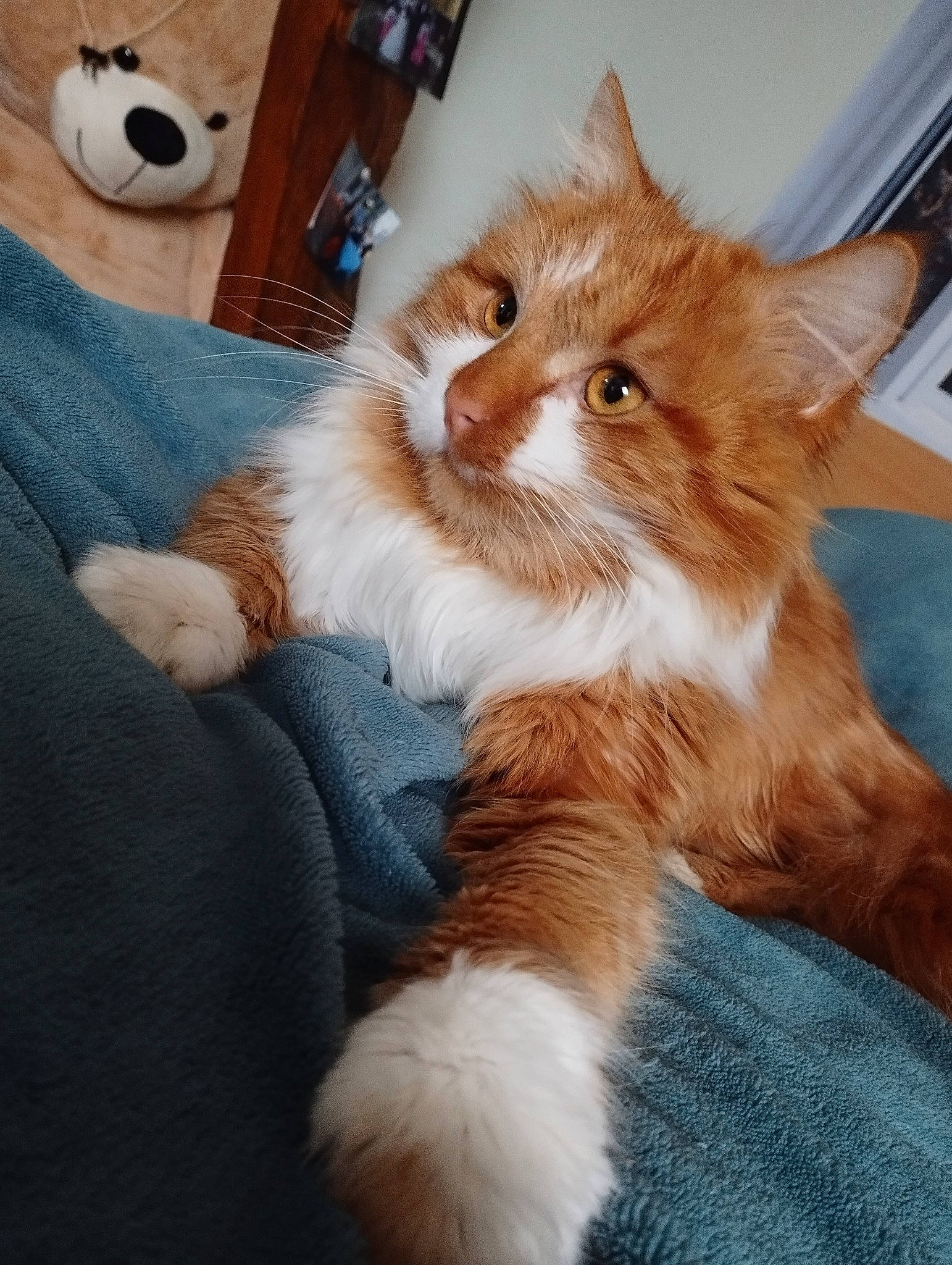 Sushi a rejoint le concours — aidez-le/la à gagner de superbes lots ! carnivore, cat, claw, comfort, domestic_short_haired_cat, felidae, fur, paw, small_to_medium_sized_cats, stuffed_toy, tail, whiskers, wood